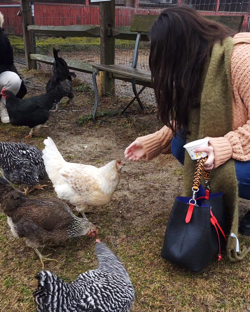 Chickens at Jones Farm